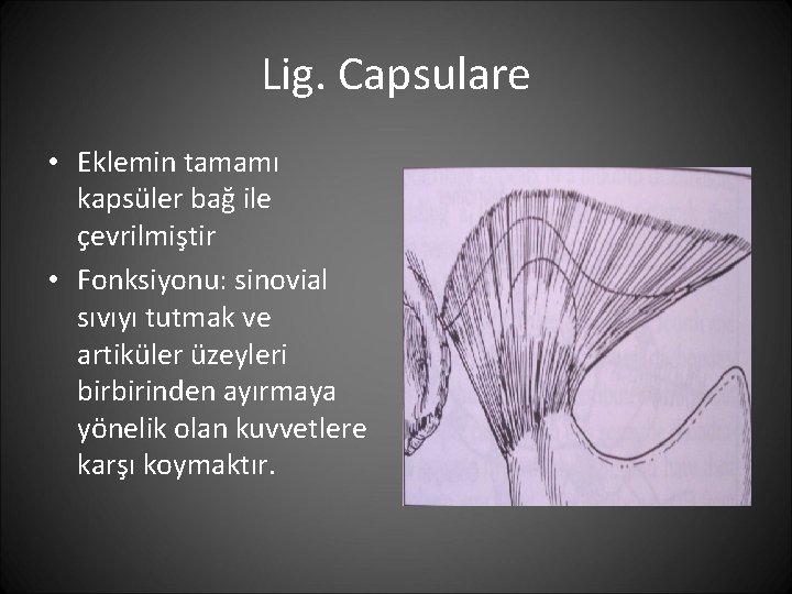 Lig. Capsulare • Eklemin tamamı kapsüler bağ ile çevrilmiştir • Fonksiyonu: sinovial sıvıyı tutmak