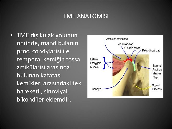 TME ANATOMİSİ • TME dış kulak yolunun önünde, mandibulanın proc. condylarisi ile temporal kemiğin