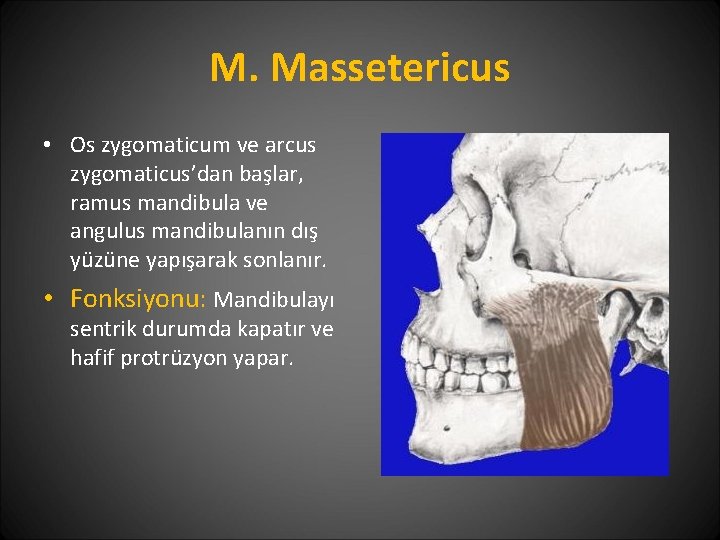 M. Massetericus • Os zygomaticum ve arcus zygomaticus’dan başlar, ramus mandibula ve angulus mandibulanın