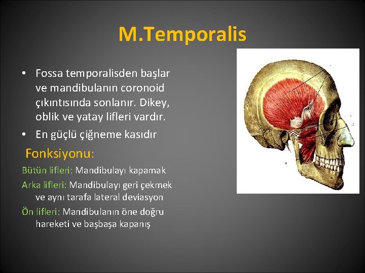 M. Temporalis • Fossa temporalisden başlar ve mandibulanın coronoid çıkıntısında sonlanır. Dikey, oblik ve