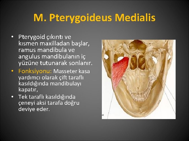 M. Pterygoideus Medialis • Pterygoid çıkıntı ve kısmen maxilladan başlar, ramus mandibula ve angulus