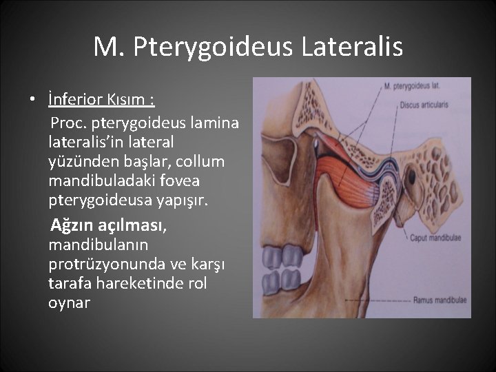 M. Pterygoideus Lateralis • İnferior Kısım : Proc. pterygoideus lamina lateralis’in lateral yüzünden başlar,