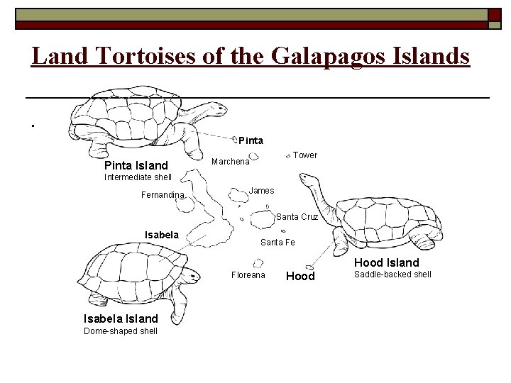 Land Tortoises of the Galapagos Islands. Pinta Island Tower Marchena Intermediate shell Fernandina James