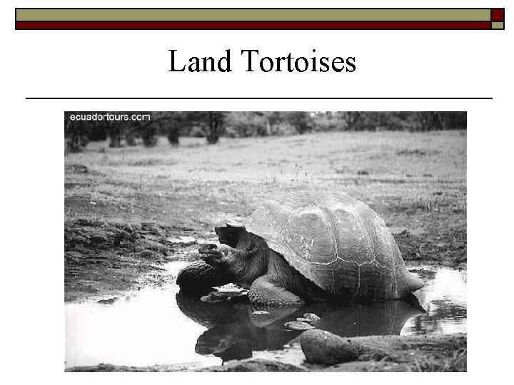 Land Tortoises 