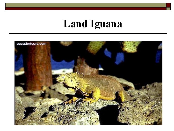 Land Iguana 