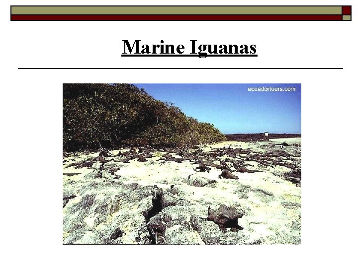 Marine Iguanas 