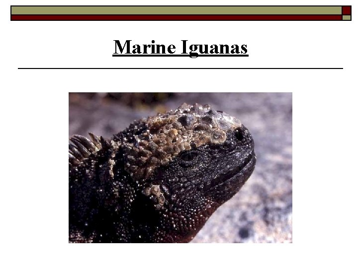 Marine Iguanas 