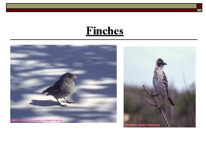 Finches 