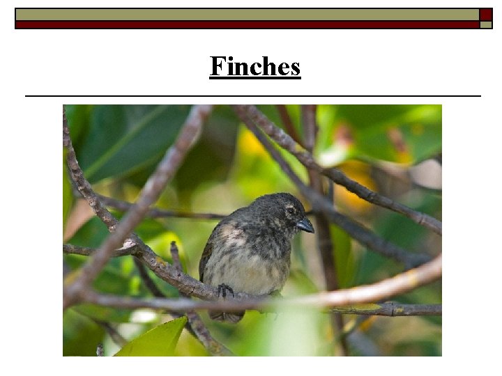 Finches 