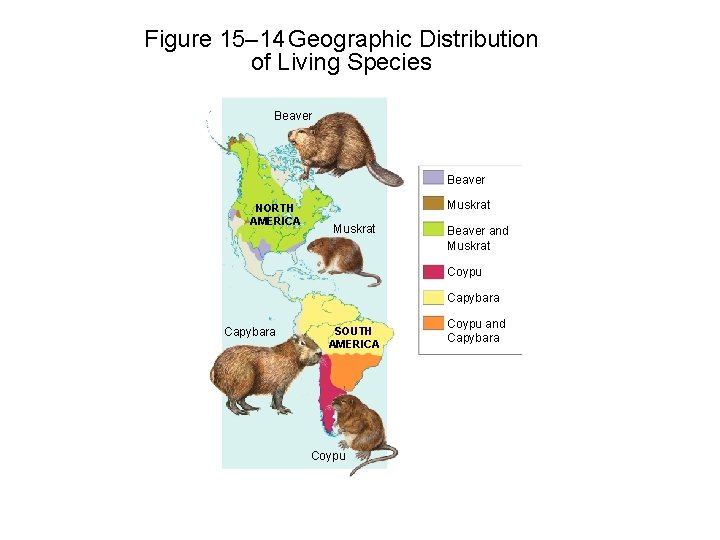 Figure 15– 14 Geographic Distribution of Living Species Section 15 -3 Beaver NORTH AMERICA