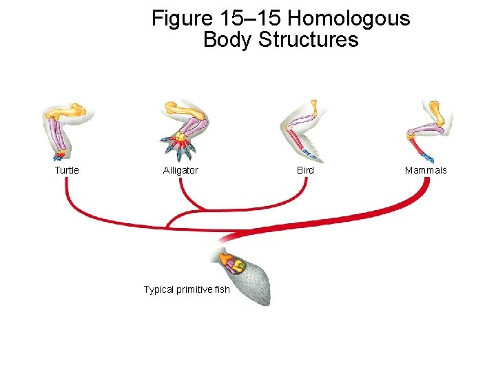 Figure 15– 15 Homologous Body Structures Turtle Alligator Typical primitive fish Bird Mammals 