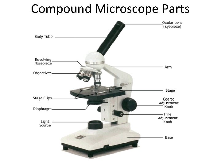 Compound Microscope Parts 