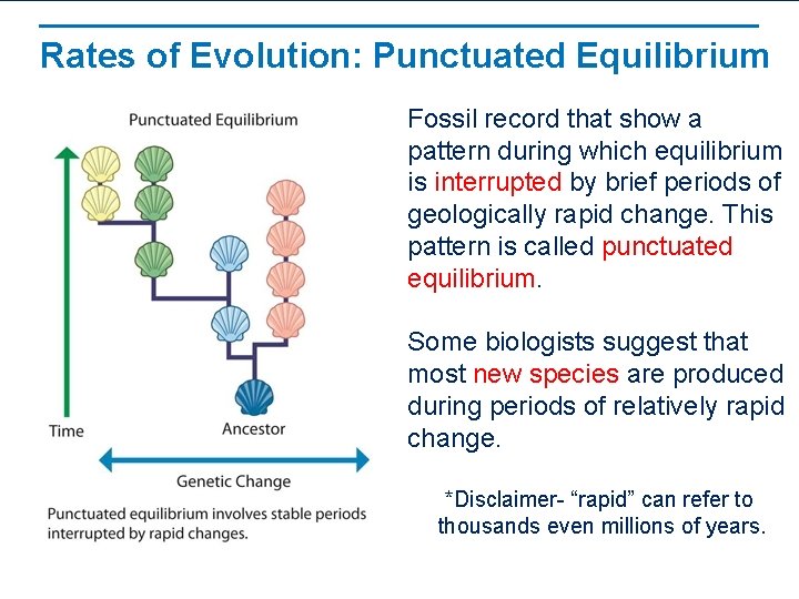 Rates of Evolution: Punctuated Equilibrium Fossil record that show a pattern during which equilibrium