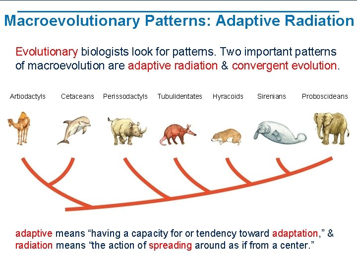 Macroevolutionary Patterns: Adaptive Radiation Evolutionary biologists look for patterns. Two important patterns of macroevolution