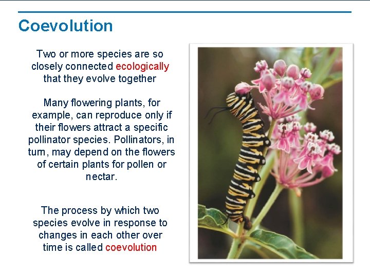 Coevolution Two or more species are so closely connected ecologically that they evolve together