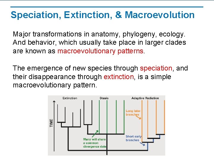 Speciation, Extinction, & Macroevolution Major transformations in anatomy, phylogeny, ecology. And behavior, which usually