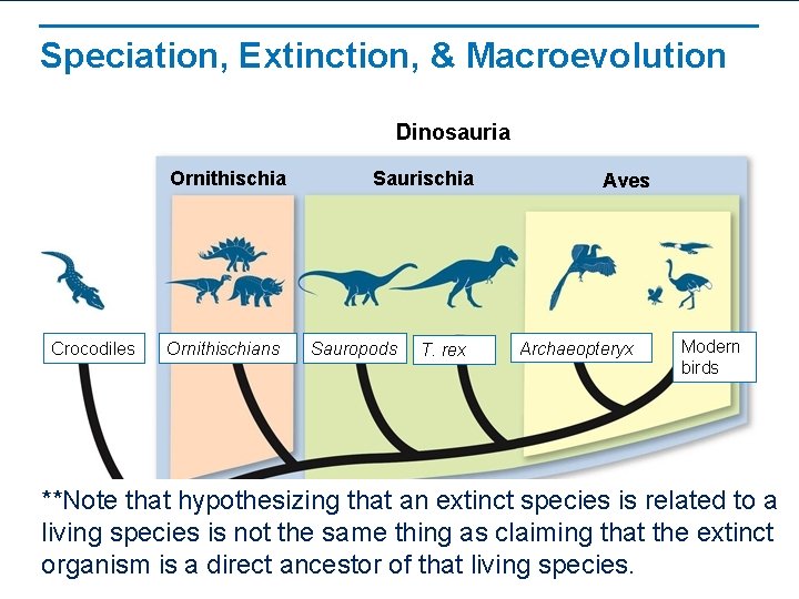 Speciation, Extinction, & Macroevolution Dinosauria Ornithischia Crocodiles Ornithischians Saurischia Sauropods T. rex Aves Archaeopteryx