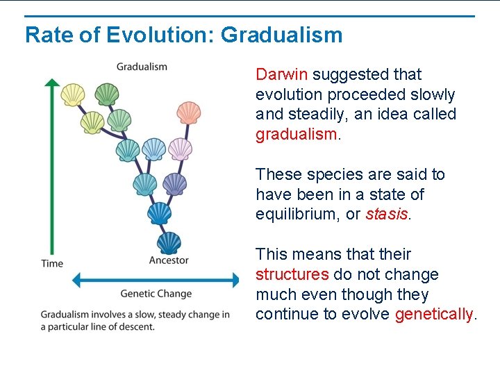Rate of Evolution: Gradualism Darwin suggested that evolution proceeded slowly and steadily, an idea