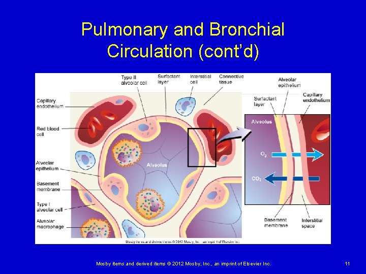 Pulmonary and Bronchial Circulation (cont’d) Mosby items and derived items © 2012 Mosby, Inc.