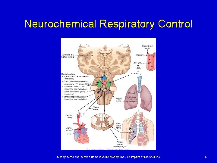 Neurochemical Respiratory Control Mosby items and derived items © 2012 Mosby, Inc. , an