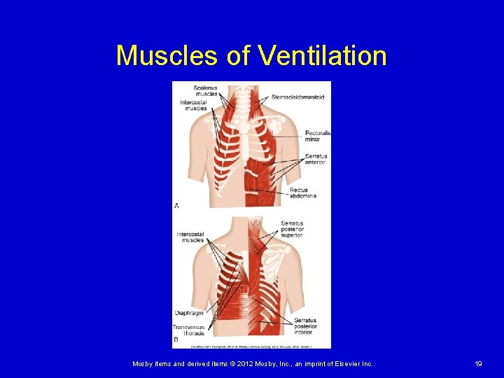 Muscles of Ventilation Mosby items and derived items © 2012 Mosby, Inc. , an