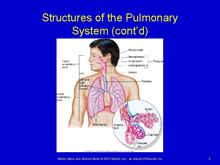 Structures of the Pulmonary System (cont’d) Mosby items and derived items © 2012 Mosby,