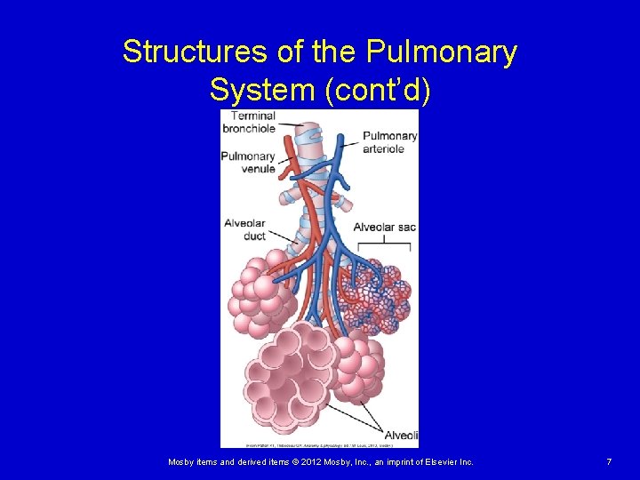 Structures of the Pulmonary System (cont’d) Mosby items and derived items © 2012 Mosby,