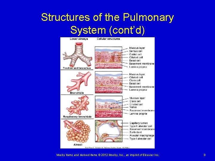 Structures of the Pulmonary System (cont’d) Mosby items and derived items © 2012 Mosby,