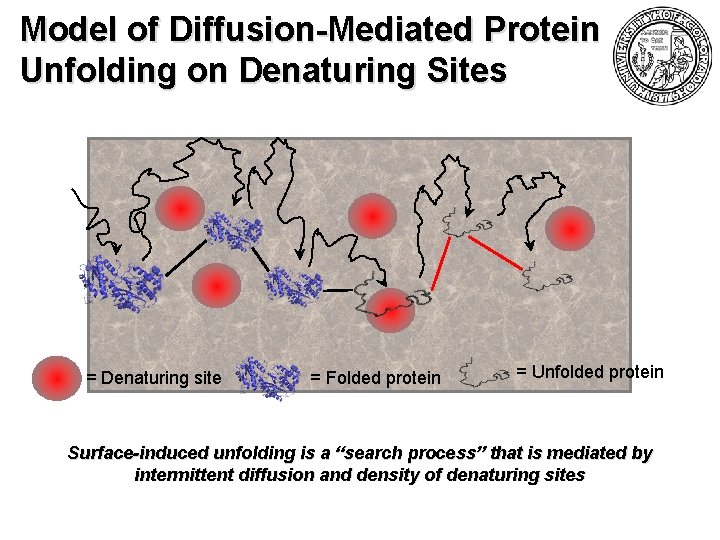 Model of Diffusion-Mediated Protein Unfolding on Denaturing Sites = Denaturing site = Folded protein
