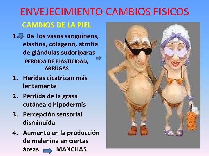 ENVEJECIMIENTO CAMBIOS FISICOS CAMBIOS DE LA PIEL 1. De los vasos sanguíneos, elastina, colágeno,