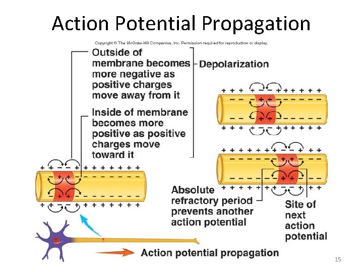 Action Potential Propagation Dentistry 07 15 Action Potential Propagation Dentistry 07 15