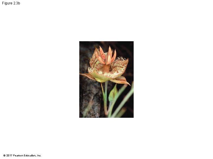 Figure 2. 3 b © 2017 Pearson Education, Inc. Figure 2. 3 b © 2017 Pearson Education, Inc.