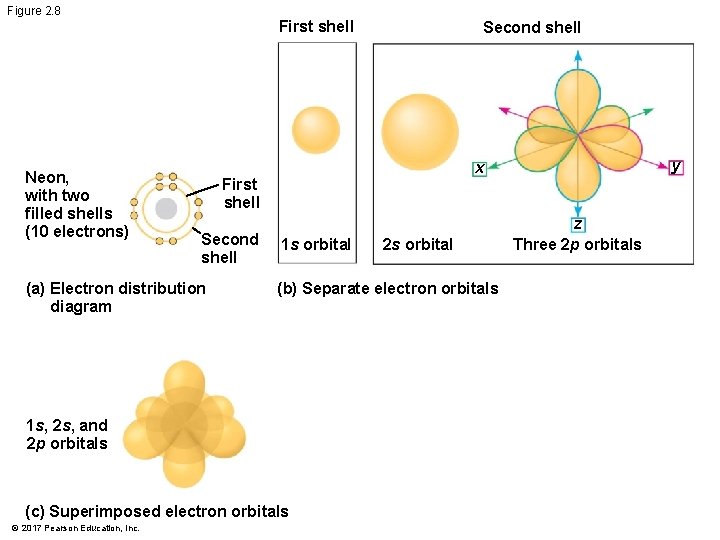 Figure 2. 8 Neon, with two filled shells (10 electrons) First shell Second shell Figure 2. 8 Neon, with two filled shells (10 electrons) First shell Second shell
