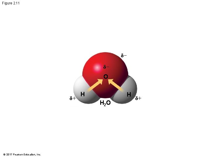 Figure 2. 11 δ− δ− O δ+ © 2017 Pearson Education, Inc. H H Figure 2. 11 δ− δ− O δ+ © 2017 Pearson Education, Inc. H H