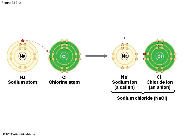 Figure 2. 12_2 + − Na Cl Na Sodium atom Cl Chlorine atom Na+ Figure 2. 12_2 + − Na Cl Na Sodium atom Cl Chlorine atom Na+