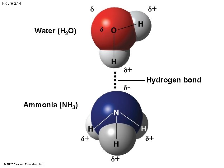 Figure 2. 14 δ– δ+ δ– Water (H 2 O) δ+ δ– Hydrogen bond Figure 2. 14 δ– δ+ δ– Water (H 2 O) δ+ δ– Hydrogen bond