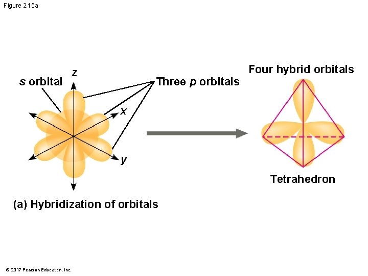 Figure 2. 15 a s orbital z Three p orbitals Four hybrid orbitals x Figure 2. 15 a s orbital z Three p orbitals Four hybrid orbitals x
