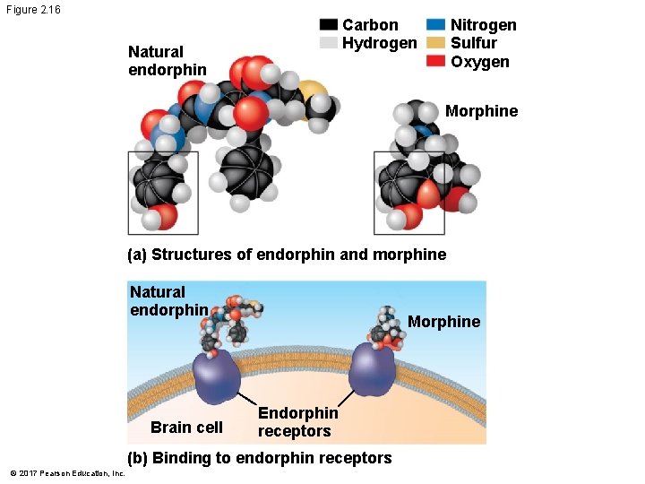 Figure 2. 16 Carbon Hydrogen Natural endorphin Nitrogen Sulfur Oxygen Morphine (a) Structures of Figure 2. 16 Carbon Hydrogen Natural endorphin Nitrogen Sulfur Oxygen Morphine (a) Structures of