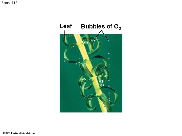 Figure 2. 17 Leaf © 2017 Pearson Education, Inc. Bubbles of O 2 Figure 2. 17 Leaf © 2017 Pearson Education, Inc. Bubbles of O 2