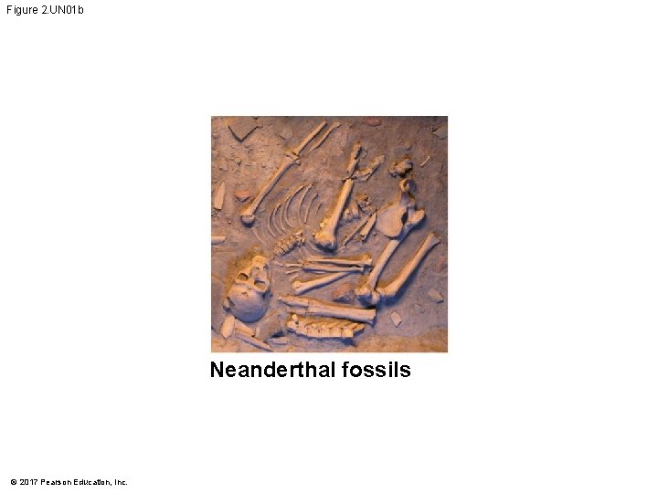 Figure 2. UN 01 b Neanderthal fossils © 2017 Pearson Education, Inc. Figure 2. UN 01 b Neanderthal fossils © 2017 Pearson Education, Inc.