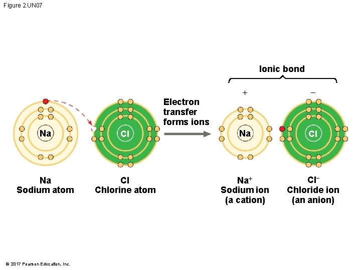 Figure 2. UN 07 Ionic bond Electron transfer forms ions + − Na Cl Figure 2. UN 07 Ionic bond Electron transfer forms ions + − Na Cl