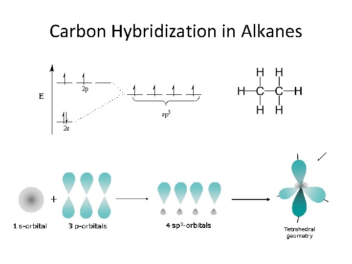 Carbon Hybridization in Alkanes Carbon Hybridization in Alkanes