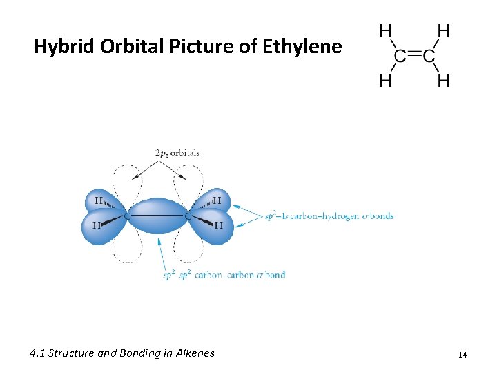 Hybrid Orbital Picture of Ethylene 4. 1 Structure and Bonding in Alkenes 14 Hybrid Orbital Picture of Ethylene 4. 1 Structure and Bonding in Alkenes 14