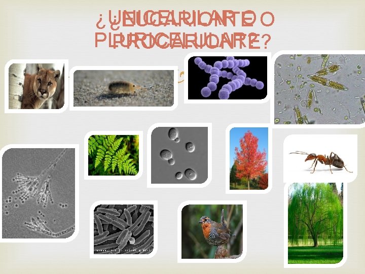 ¿UNICELULAR OO ¿EUCARIONTE PLURICELULAR? PROCARIONTE? ¿UNICELULAR OO ¿EUCARIONTE PLURICELULAR? PROCARIONTE?