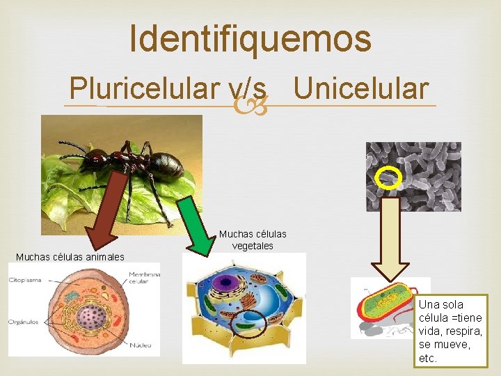 Identifiquemos Pluricelular v/s Unicelular Muchas células vegetales Muchas células animales Una sola célula =tiene Identifiquemos Pluricelular v/s Unicelular Muchas células vegetales Muchas células animales Una sola célula =tiene
