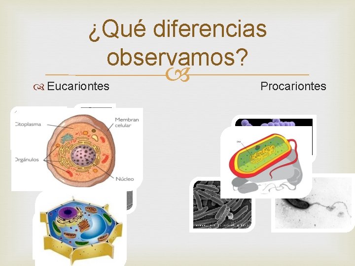 ¿Qué diferencias observamos? Eucariontes Procariontes ¿Qué diferencias observamos? Eucariontes Procariontes