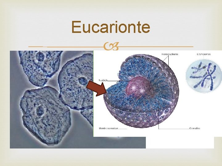 Eucarionte Tiene el material genético envuelto en una membrana llamada núcleo Eucarionte Tiene el material genético envuelto en una membrana llamada núcleo