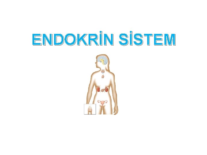 ENDOKRİN SİSTEM 