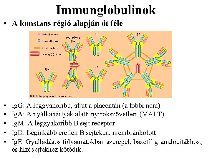 glikogenolízis fogyás