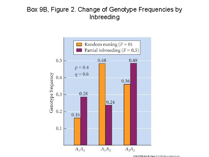 Box 9 B, Figure 2. Change of Genotype Frequencies by Inbreeding 